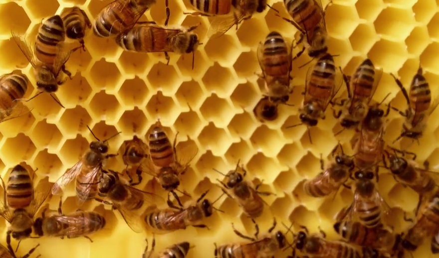 Australian beekeepers now have honey on tap | Design Indaba
