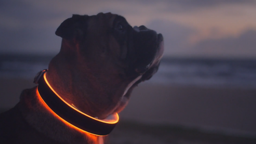 Buddy: The next generation smart wearable for dogs | Design Indaba