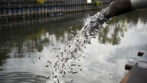 Experts have released 30 000 catfish into the Chicago River in an effort to measure the signs of progress in cleaning up the notoriously polluted water. Image: citylab