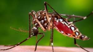 Mosquitos carry a number of infectious diseases.